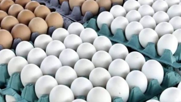 سعر البيض اليوم 