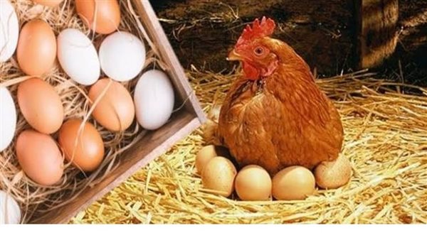 بعد الارتفاع الآخير.. أسعار الفراخ والبيض اليوم الخميس 18 يونيو 2026 بالأسواق