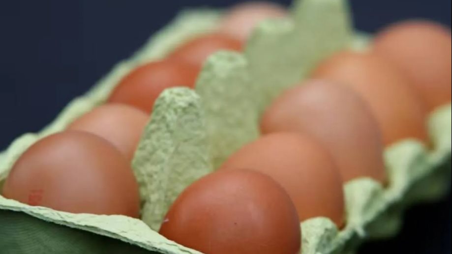 سعر كيلو الفراخ البيضاء اليوم