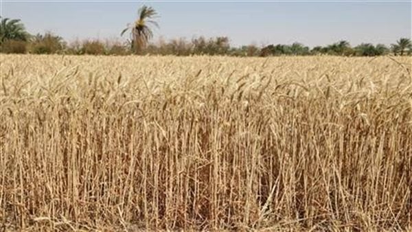وزير الزراعة: استلمنا 4.6 مليون طن قمح ونستهدف الوصول إلى 5 ملايين طن
