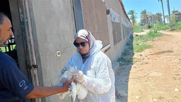 مديرية الطب البيطري بدمياط تكثف الرقابة على مزارع الدواجن بكفر سعد