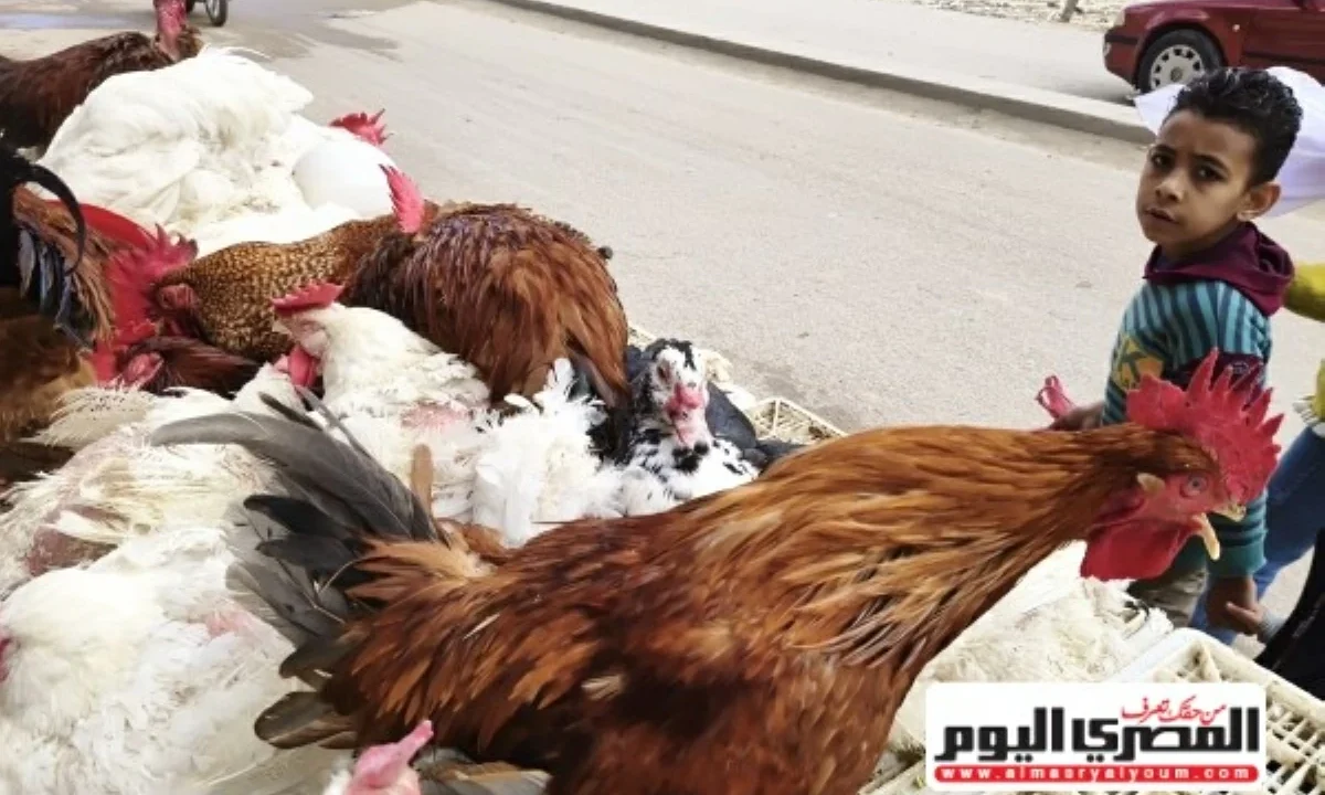أسعار الفراخ البيضاء والساسو وطبق البيض الأبيض والأحمر الثلاثاء 15 يونيو 2026