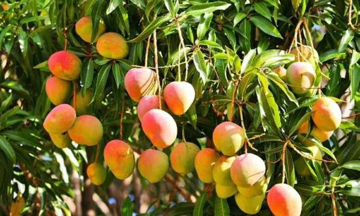 أسعار المانجو فى سوق العبور اليوم السبت