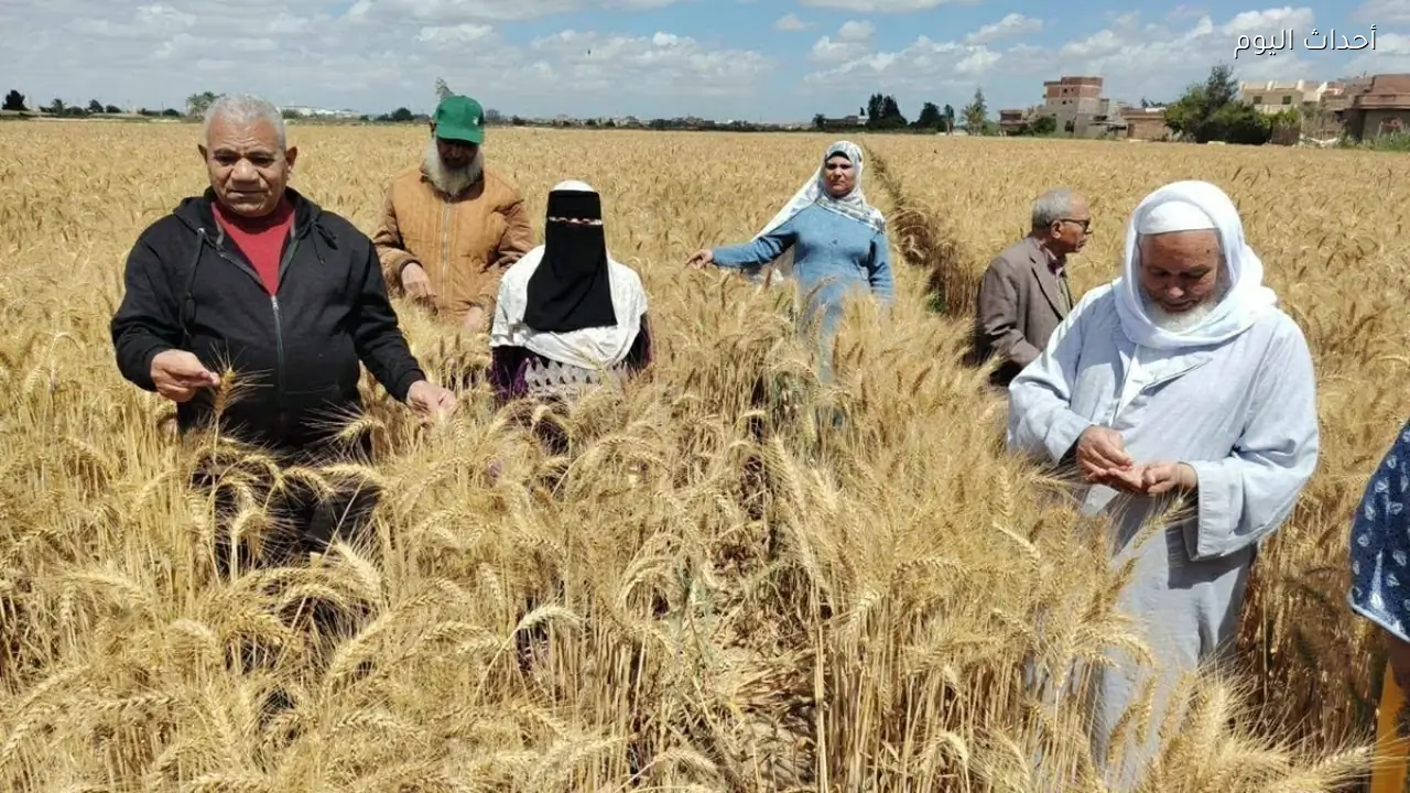 «الزراعة»: انخفاض واردات القمح إلى 12.5 مليون طن وإنتاج وتسويق الهجن المحلية