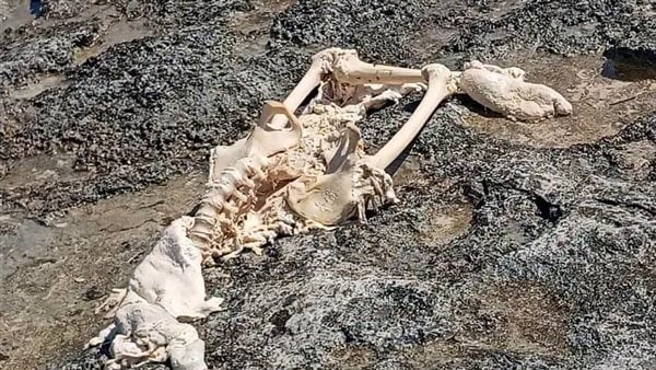 العثور على رفات شخص مجهول الهوية بشاطئ الأندلسية في مرسى مطروح