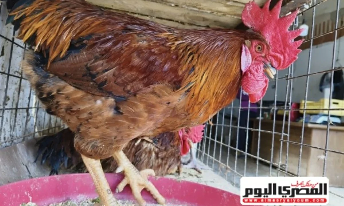 بعد زيادة سعر الفراخ البيضاء.. أسعار الدواجن اليوم الجمعة 19-6-2026 للمستهلك