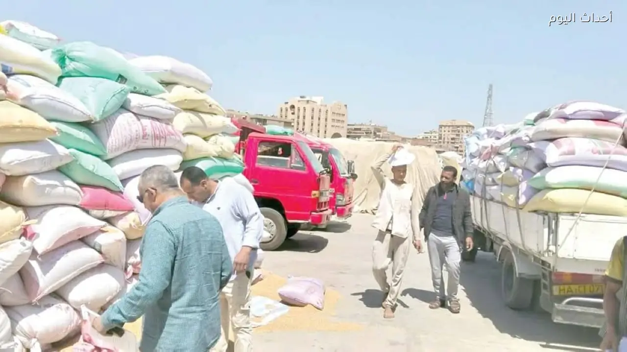 توريد 241 ألف طن من القمح المحلى لشون وصوامع أسيوط