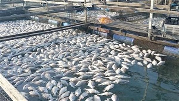 رئيس شعبة الأسماك: البنك الدولي يقود خطة شاملة لتطوير الاستزراع السمكي في مصر وتأهيله للتصدير للأسواق الأوروبية| خاص
