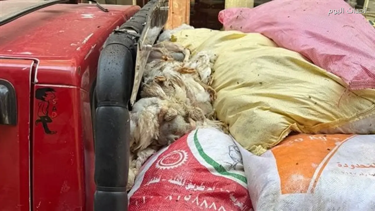 ضبط أكثر من طن ونصف دواجن نافقة وغير صالحة للاستهلاك الآدمي بالغربية