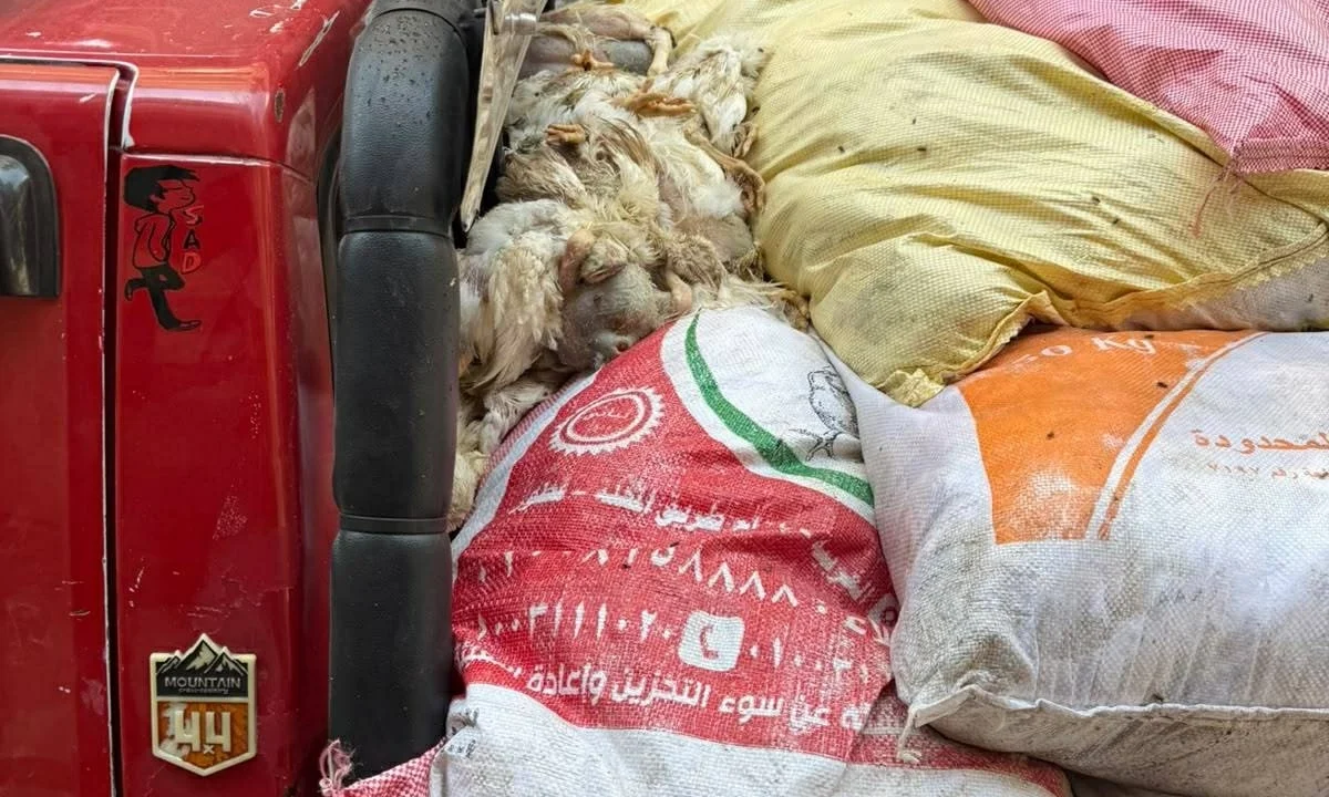 ضبط طن و750 كيلو دواجن نافقة قبل ضخها في الأسواق بالغربية