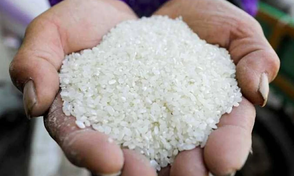 طن الشعير الآن.. سعر الأرز «عريض ورفيع الحبة» بأسواق الشرقية اليوم الخميس 18-6-2026