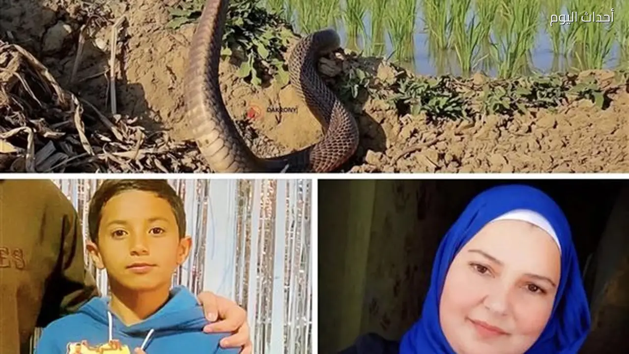 تحرك عاجل من صيادي الثعابين لإنقاذ أهالي القراقرة بعد وفاة طفل وسيدة