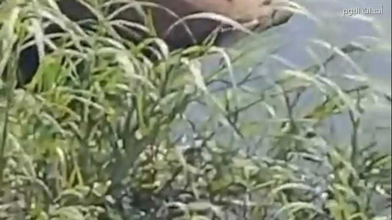 تمساح يظهر في ترعة الإسماعيلية وقلق بين أهالي شبرا الخيمة بعد فيديو متداول