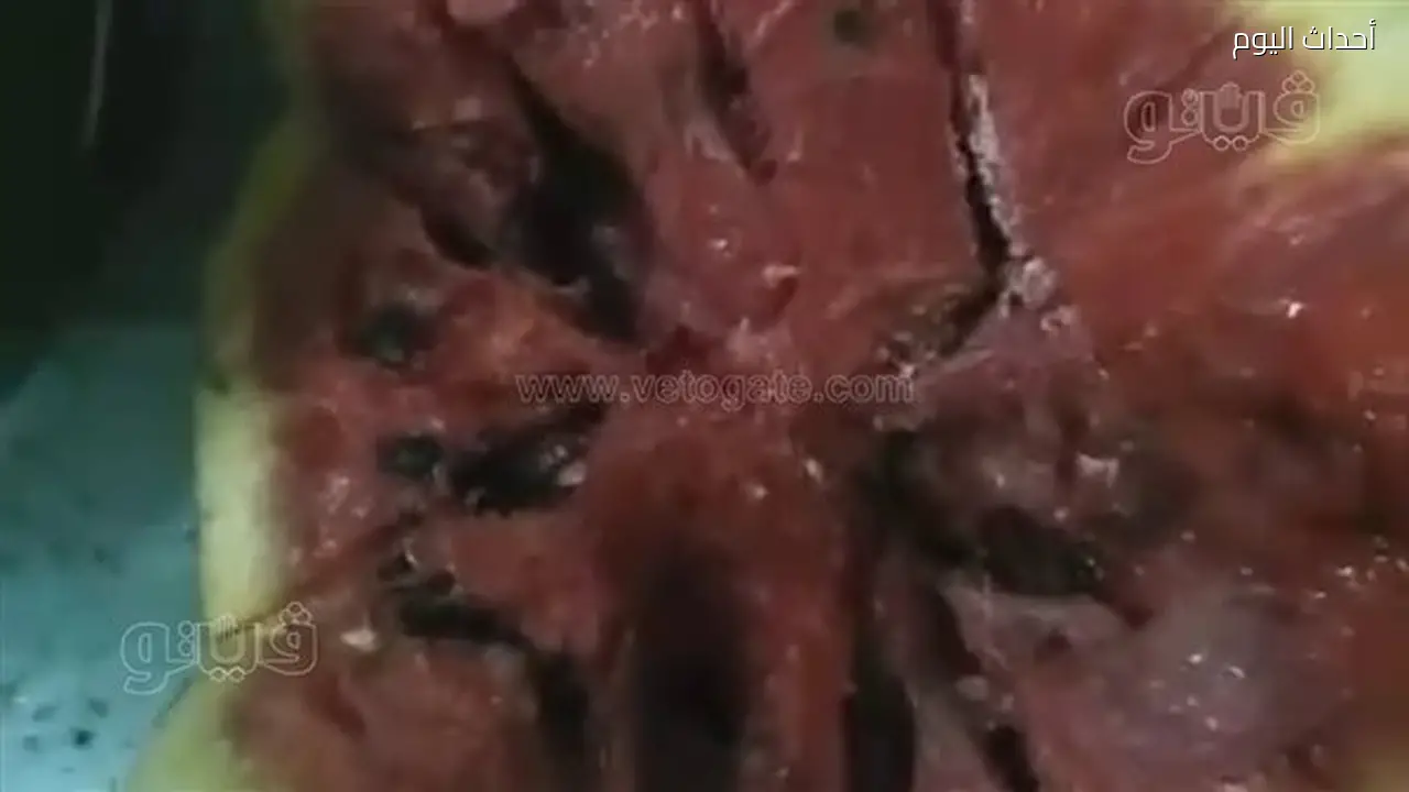 تاجر بطيخ في المنوفية يثير الجدل بادعاءات عن سمية محصوله ويتحدى الجهات المختصة (فيديو)