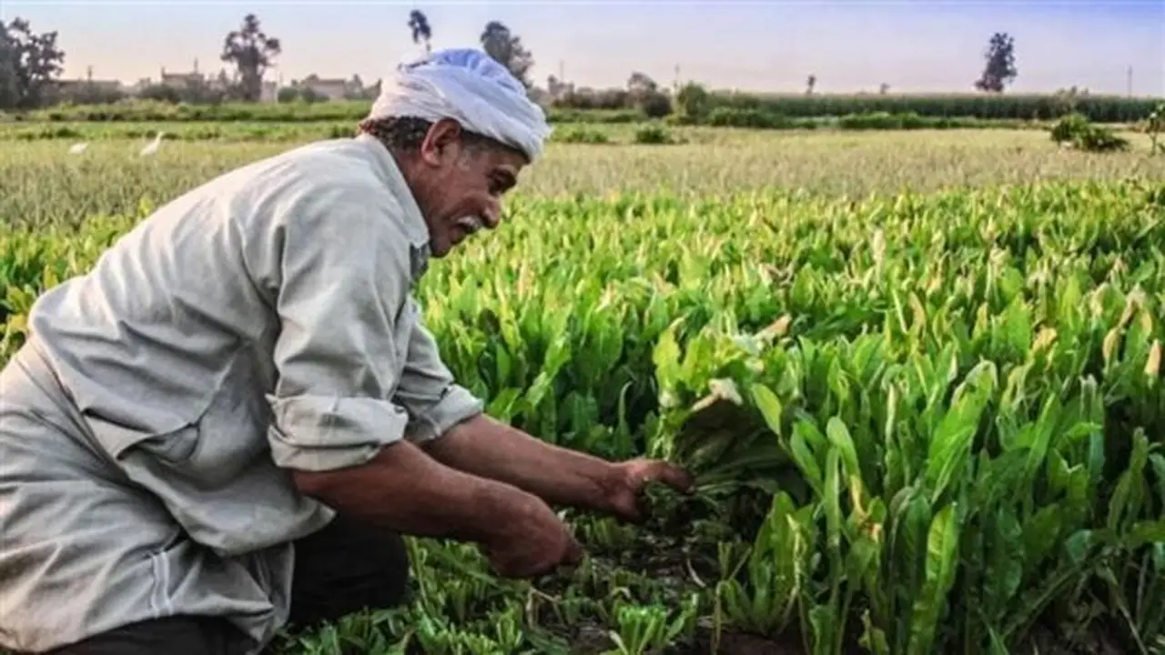 توافق بين النواب والحكومة حول أزمة إيجار أراضي الأوقاف على غرار الإصلاح الزراعي