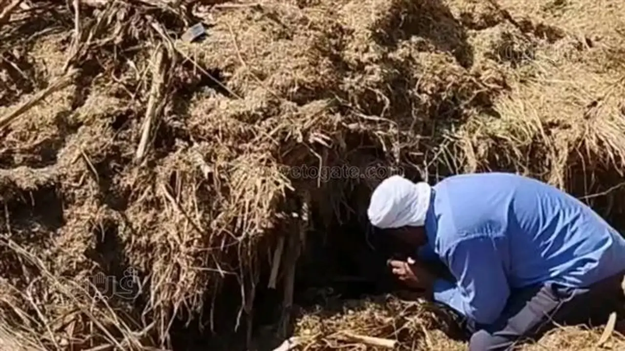 ارتفاع حصيلة ضحايا لدغات الثعابين في الشرقية إلى 22 حالة بينها 3 وفيات