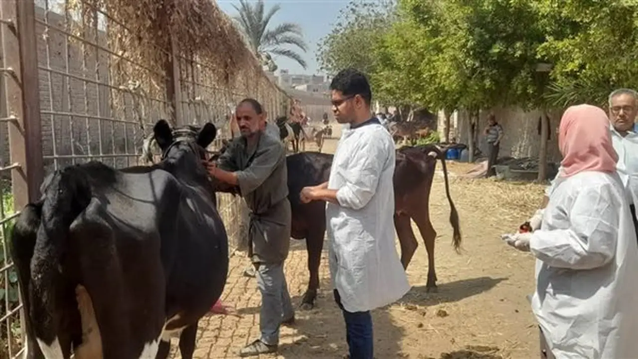 قافلة علاجية مجانية لطب بيطري القاهرة في منطقة التبين لدعم صحة الحيوان
