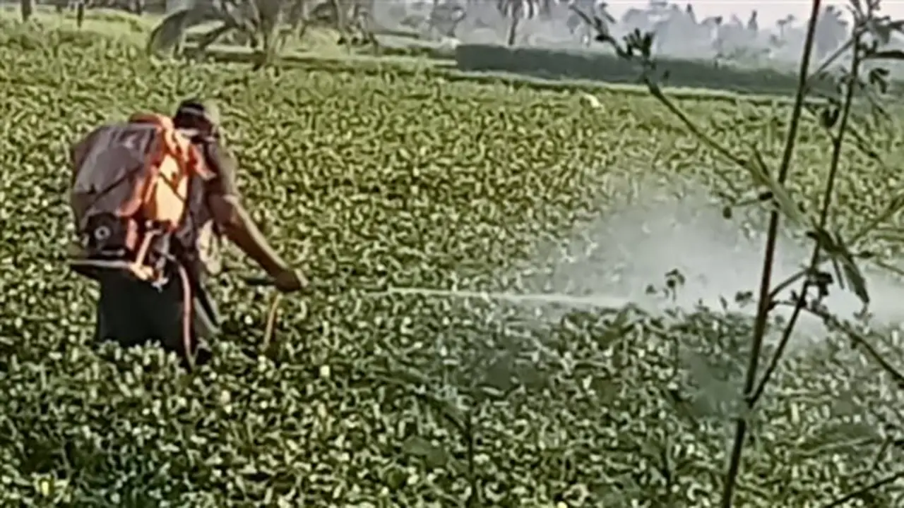 حصاد زراعة الفيوم: تنظيم 36 ندوة إرشادية خلال يونيو