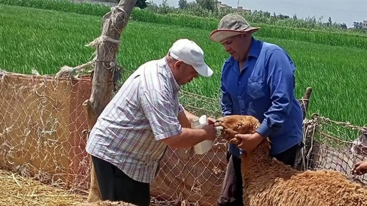 تقديم خدمات متنوعة لـ592 مواطنًا خلال قافلة سكانية في المحمودية بالبحيرة