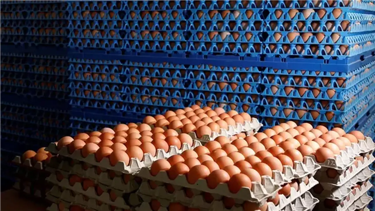 أسعار كرتونة البيض اليوم الخميس في بورصة الدواجن