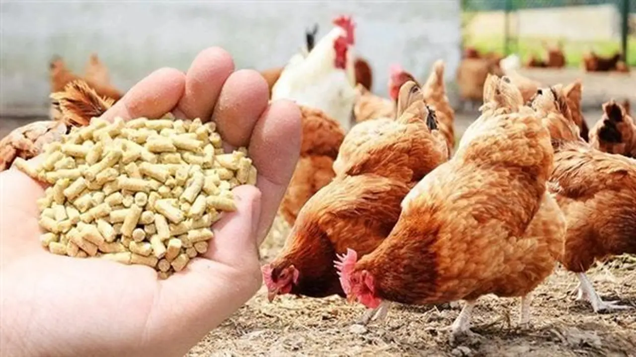 تباين أسعار الأعلاف والحبوب اليوم الخميس في الأسواق