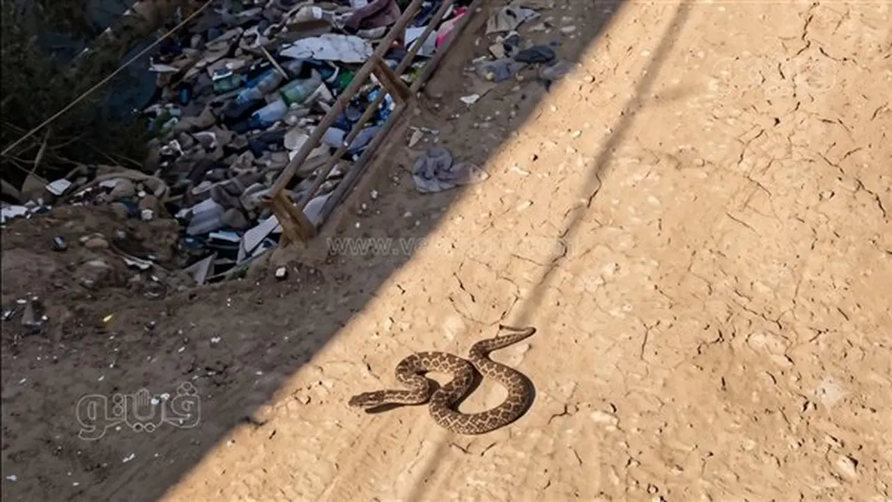 قلق في قرية ميت يزيد بالغربية بسبب ظهور أفعى سامة ومطالبات بتحرك عاجل