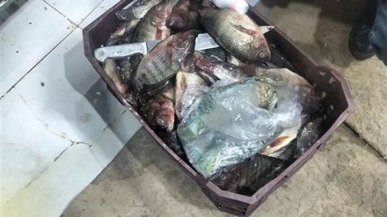 حملة تفتيشية مكثفة تضبط مخالفات غذائية وتجارية في الخارجة بالوادي الجديد