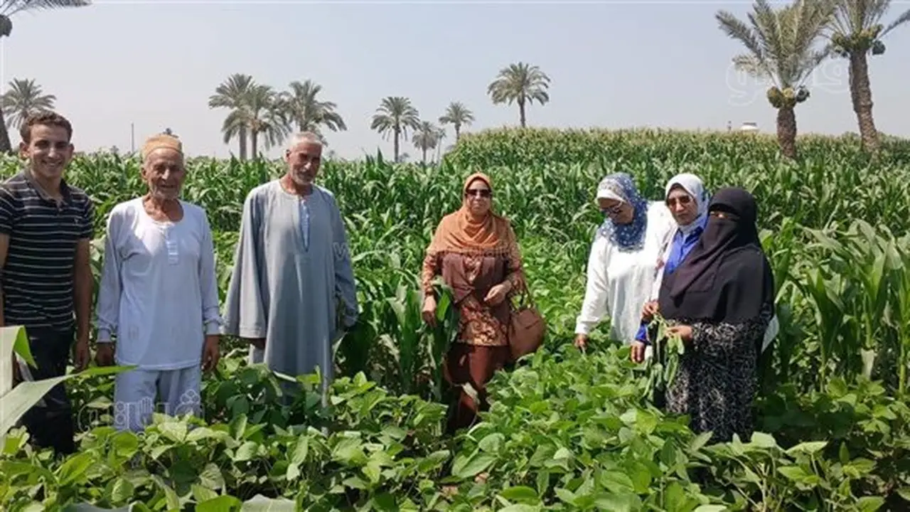 ندوة حقلية في بني سويف لتعزيز إنتاج فول الصويا