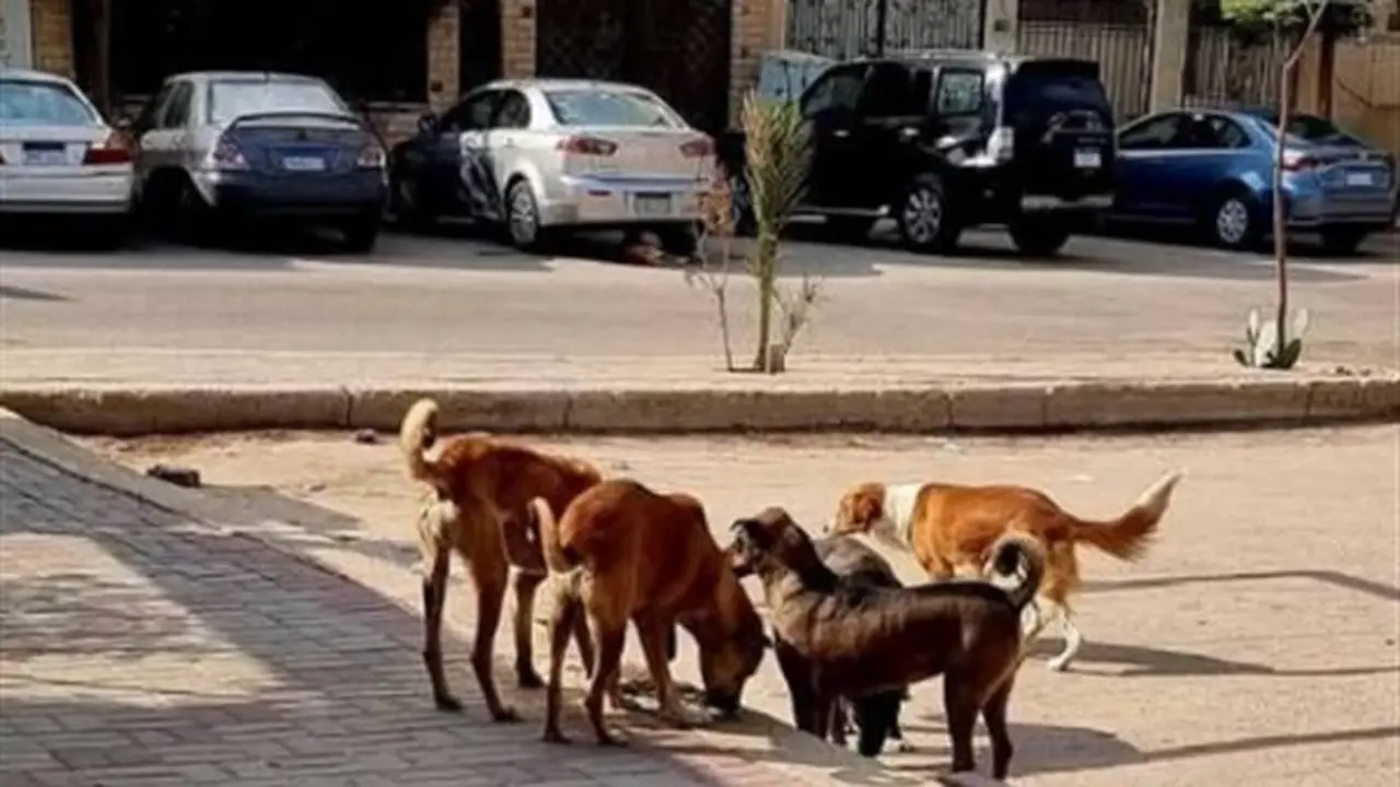 إحالة دعوى إلغاء قرار منع إطعام الكلاب والقطط الضالة في القاهرة الجديدة إلى هيئة المفوضين