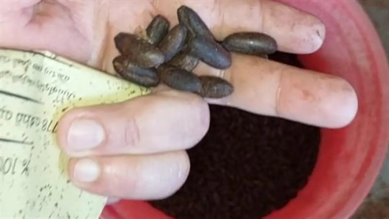 ضبط 2 طن من نوى البلح والبسلة في محمصة بن غير مرخصة بالفيوم