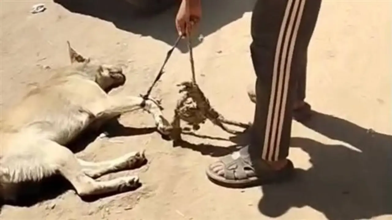 ضبط شخص في أشمون بعد سحله كلبًا بدراجته النارية وسط غضب واسع على مواقع التواصل (فيديو)