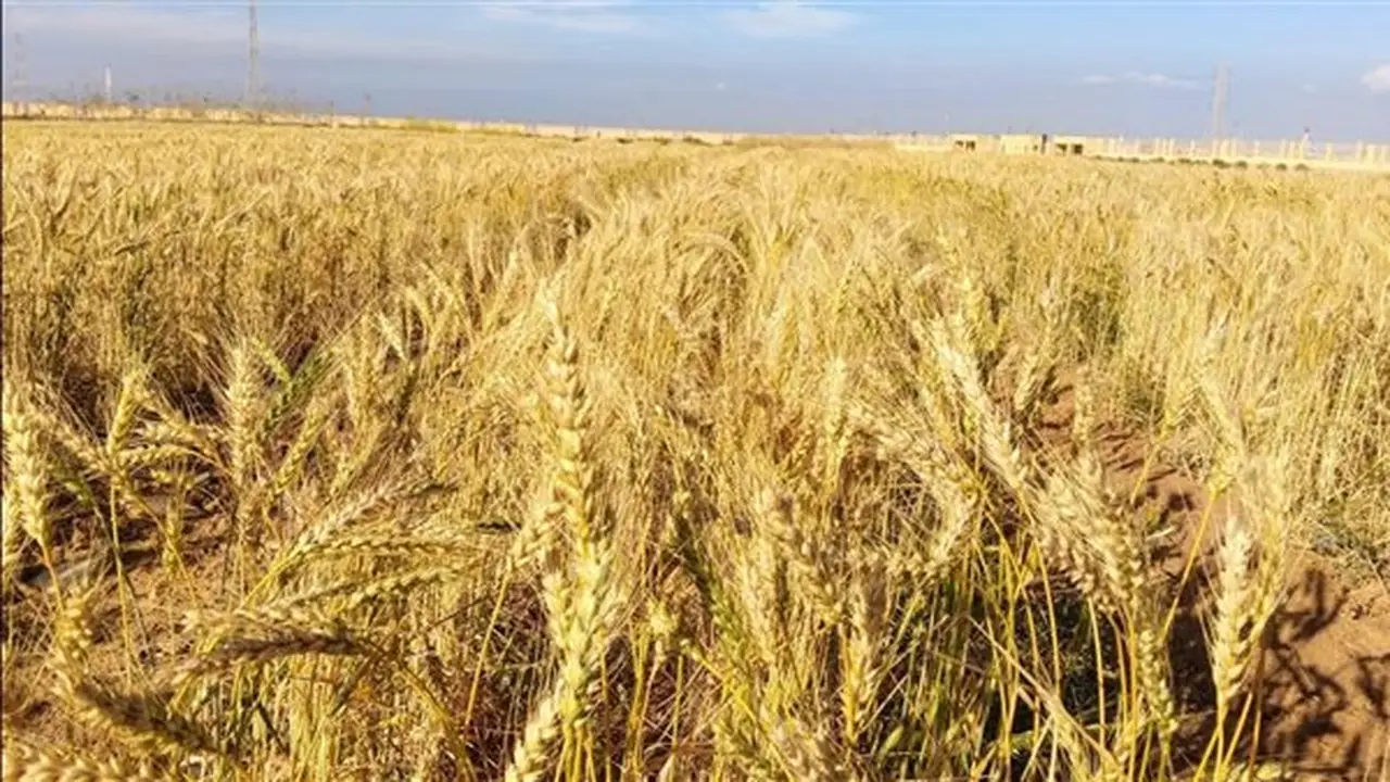 تفسير رؤية القمح في المنام: دلالاتها على السعادة والرزق الوفير