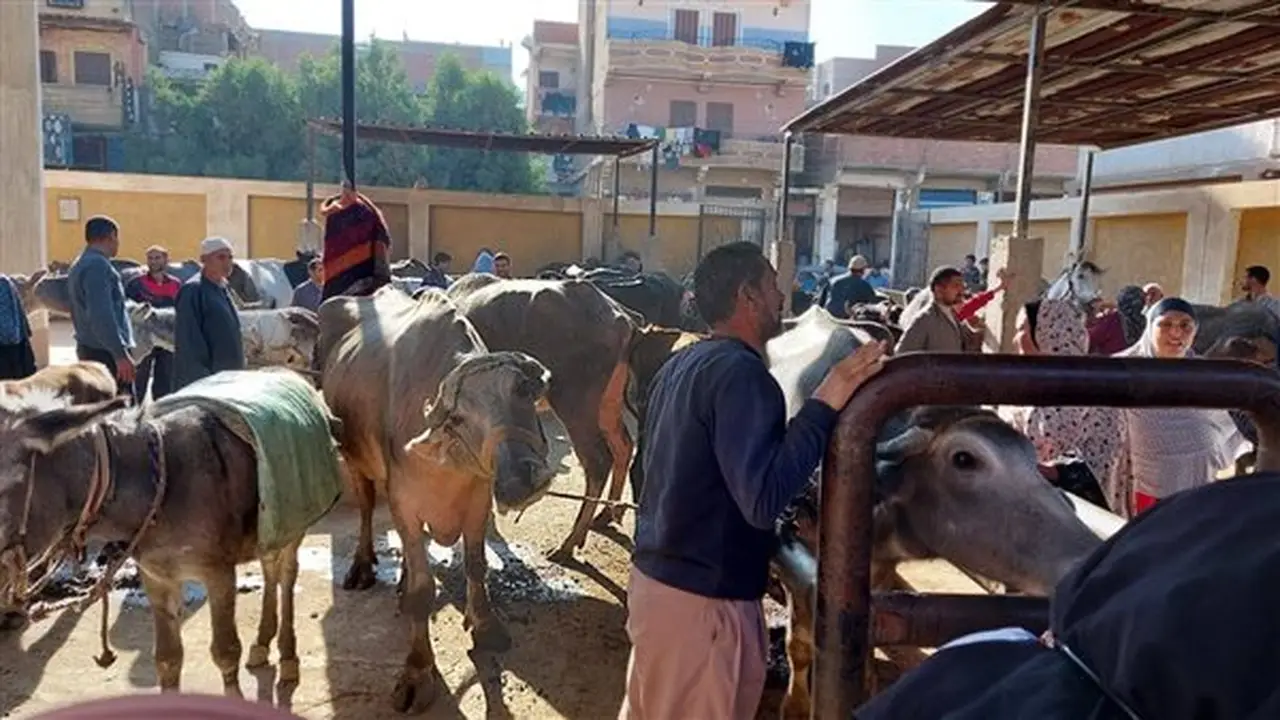 وزارة الزراعة تنفي انتشار مرض الجلد العقدي بين الماشية وتؤكد جاهزيتها لمواجهة أي حالات