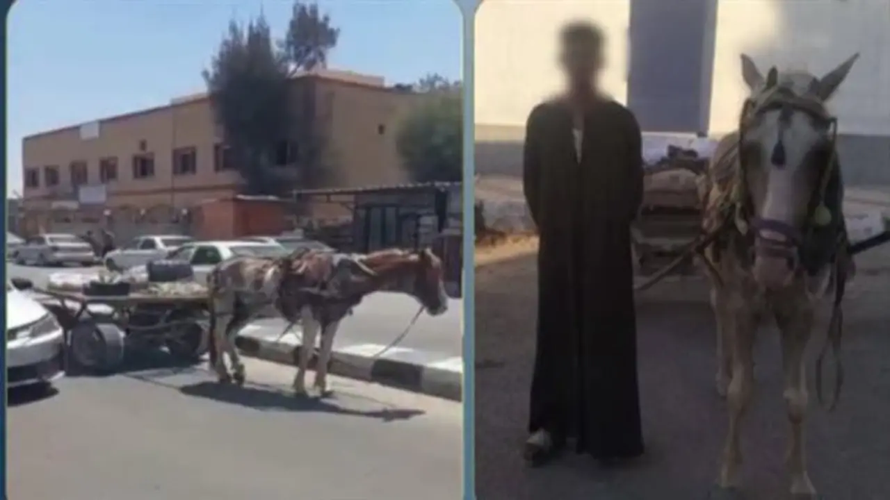 تحرك أمني سريع بعد فيديو متداول: كواليس ضبط قائد عربة الكارو في شمال سيناء