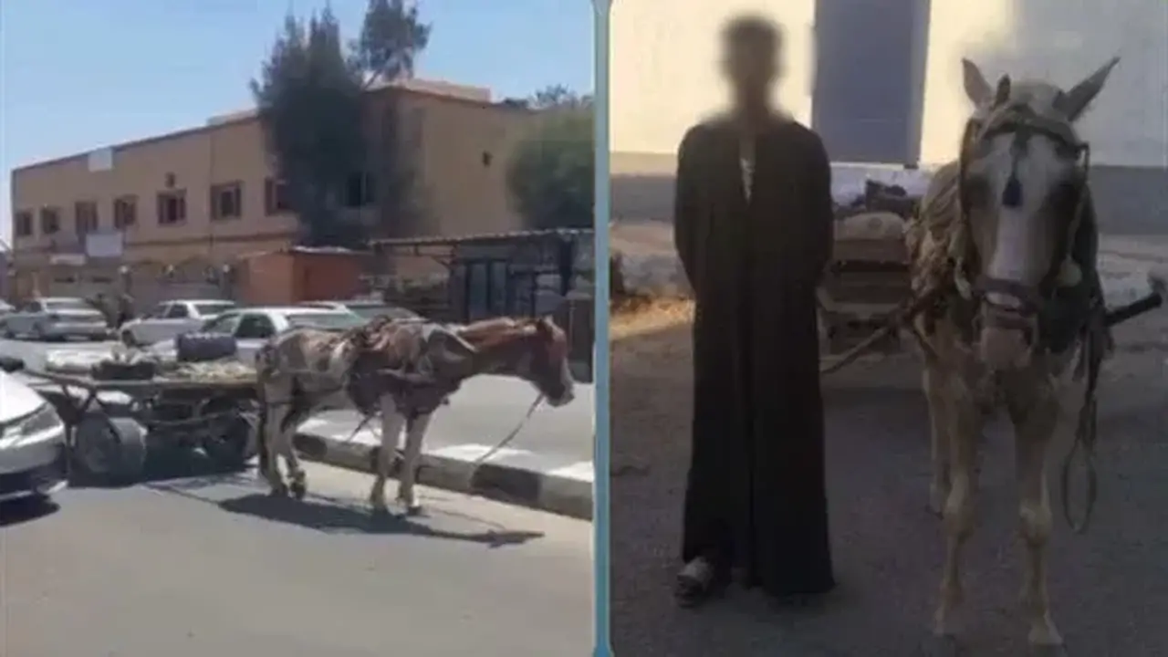 ضبط سائق عربة كارو لتعطيله الحركة المرورية أمام مستشفى في شمال سيناء