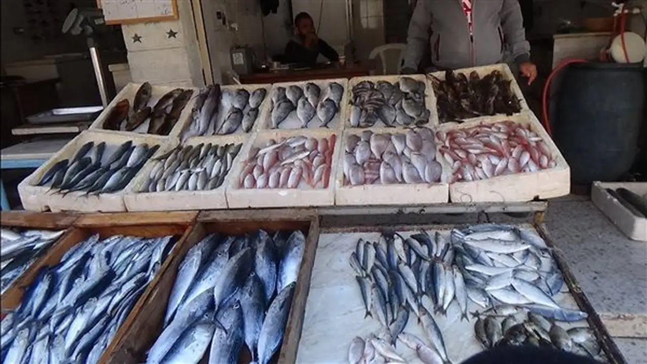 أسعار السمك اليوم: ارتفاع جديد في البلطي وقشر البياض والبوري يسجل 130 جنيها