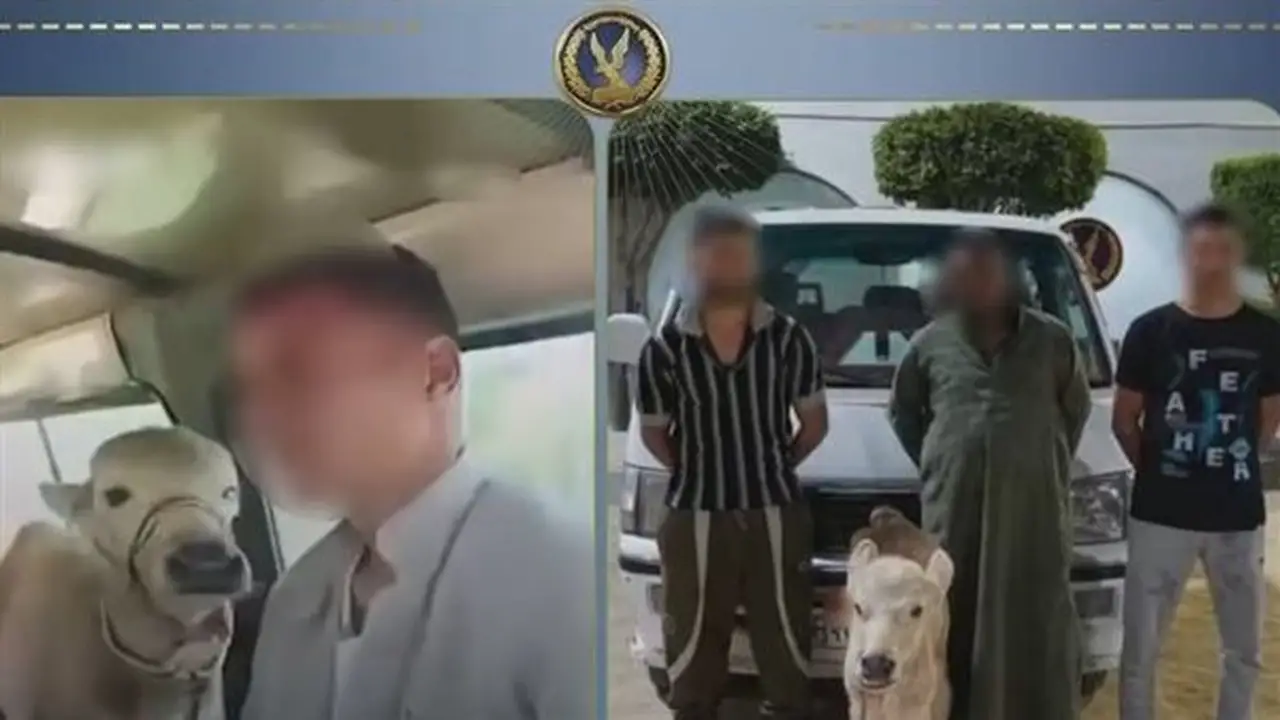 تفاصيل مثيرة: ميكروباص الركاب يتحول إلى حظيرة مواشي في البحيرة