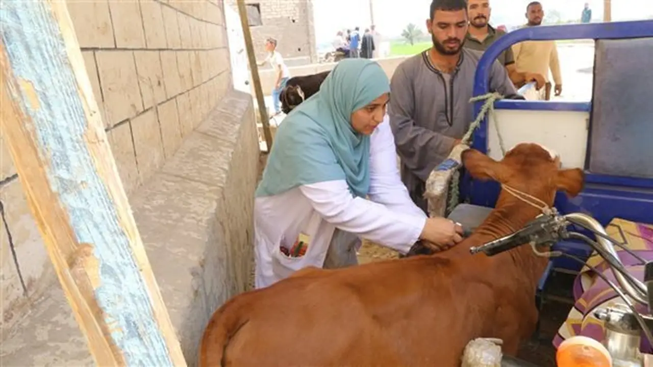 جامعة الفيوم تطلق قافلة بيطرية مجانية لمربي الماشية في قرية الهيشة