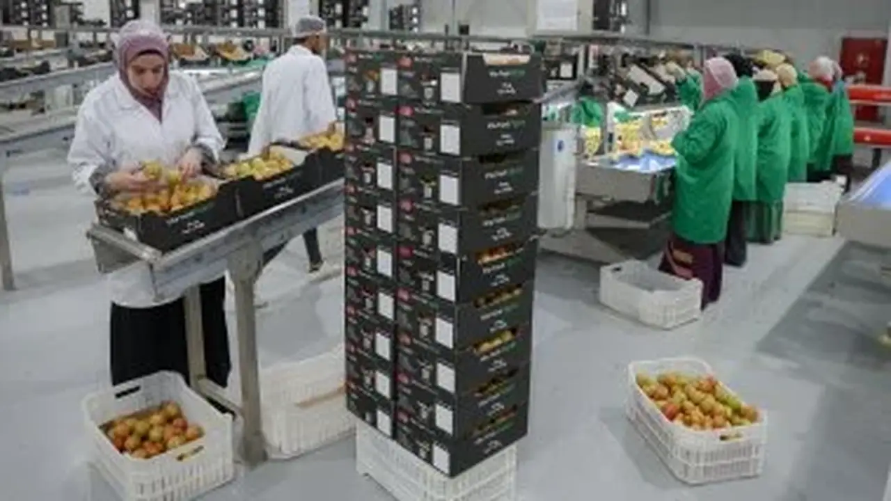 مستقبل مصر: استصلاح الأراضي كخطوة نحو تعزيز الاقتصاد الإنتاجي والتنمية المستدامة
