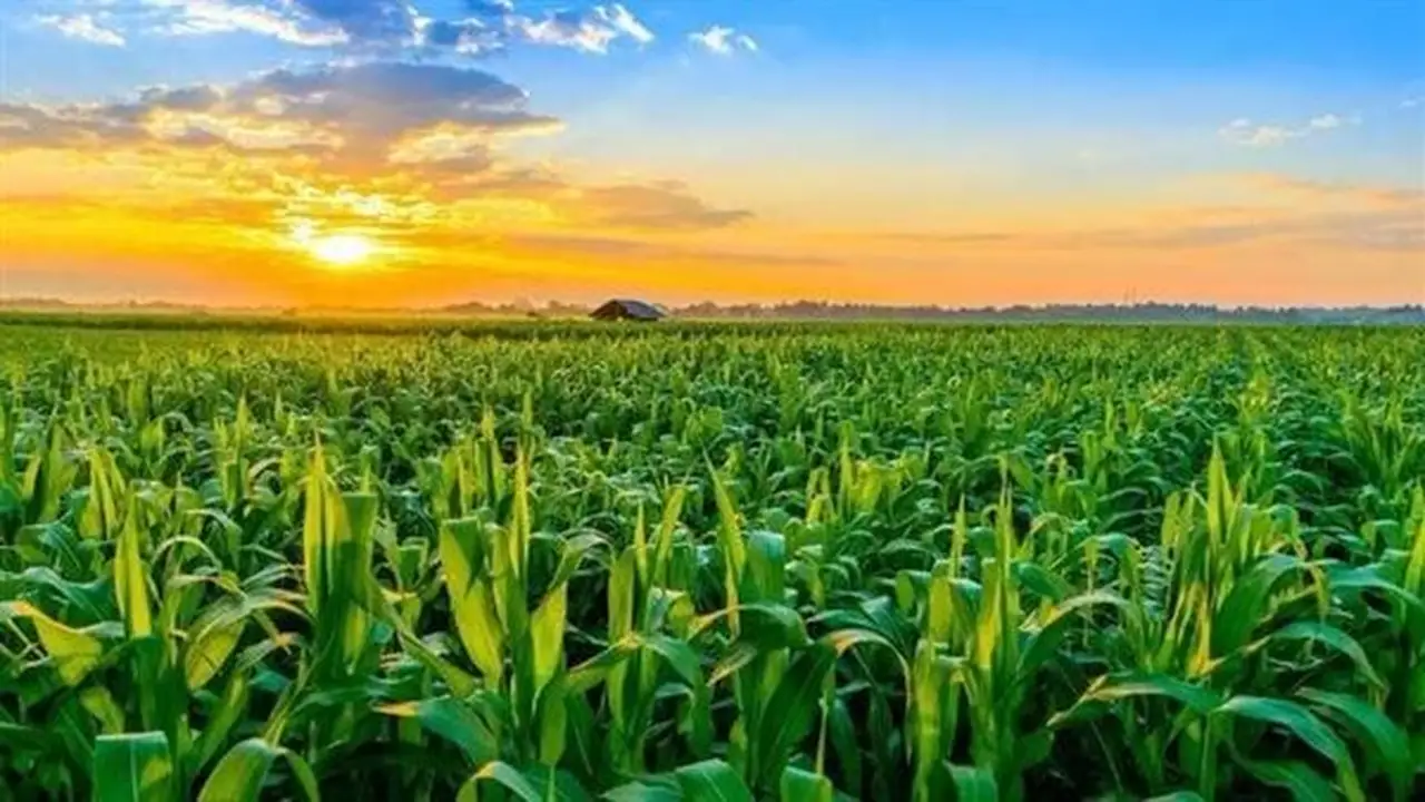 تأثير الموجة الحارة على المحاصيل الزراعية: مدير مركز معلومات تغير المناخ يوضح (فيديو)