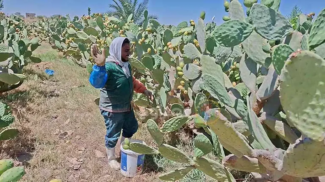 التين الشوكي في المنيا: موسم حصاد يبهج الجماهير بأسعاره المتاحة
