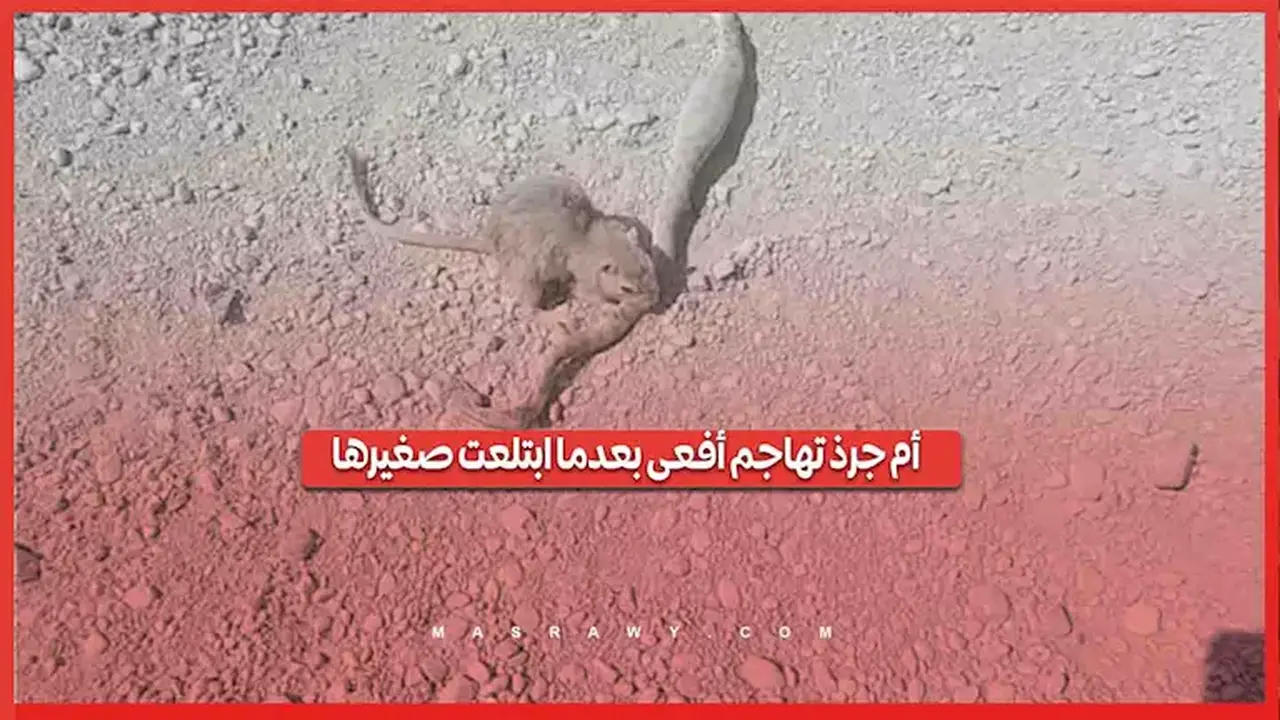 أم جرذ تهاجم أفعى بعد أن ابتلعت صغيرها