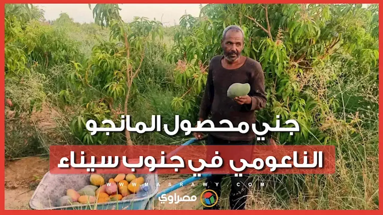 جني محصول المانجو الناعومي في جنوب سيناء تحت شعار “أم خد جميل طابت”