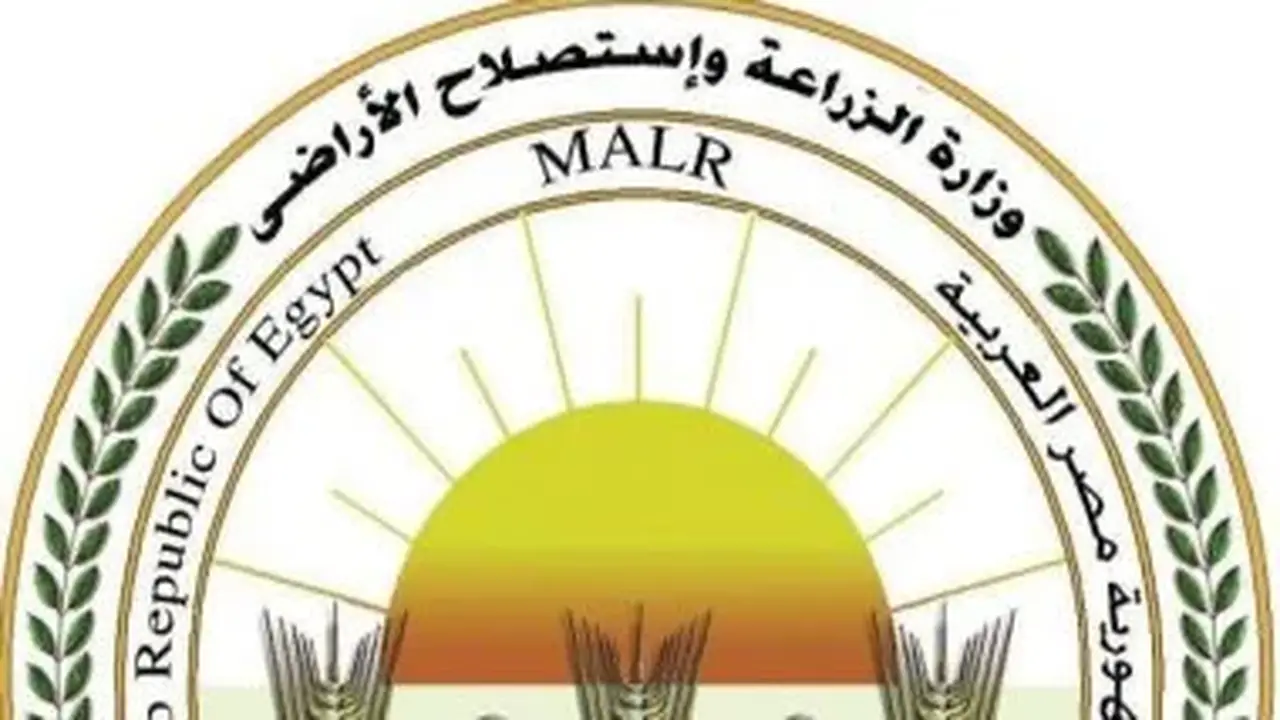 وزارة الزراعة ترد على فيديو زيادة وزن الموز: ادعاءات غير علمية تثير البلبلة