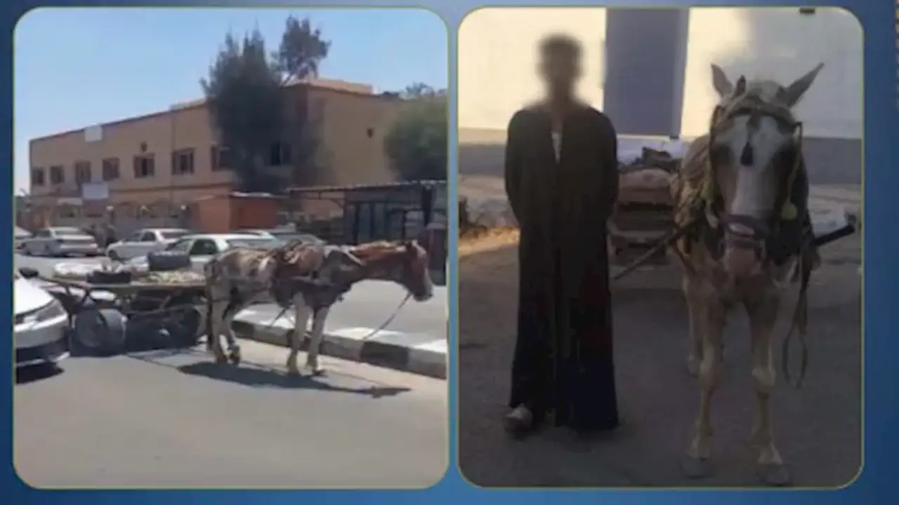 القبض على صاحب عربة “كارو” عطل حركة المرور أمام مستشفى بشمال سيناء
