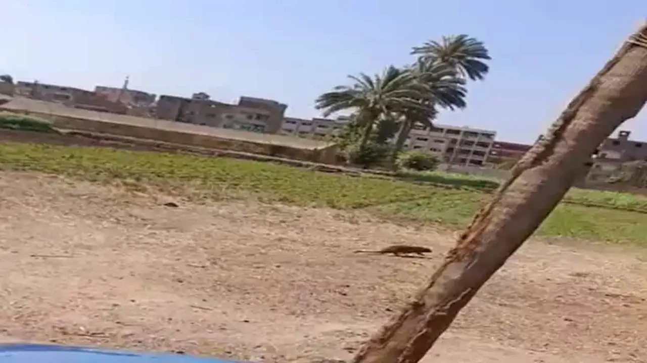 النمس المصري: دوره الفعال في مكافحة القوارض والثعابين بعد ظهوره في الفيوم