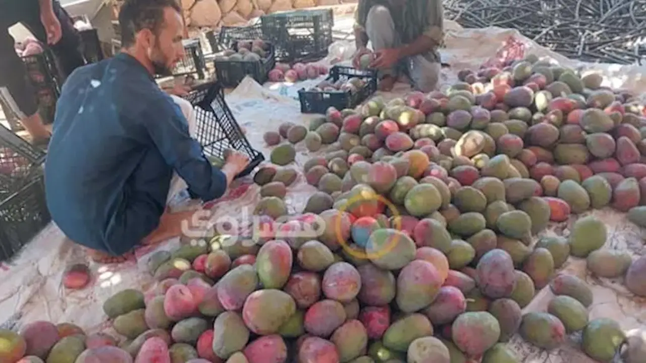 بدء موسم جني المانجو الناعومي بجنوب سيناء بوزن 800 جرام وبدون مبيدات (فيديو وصور)