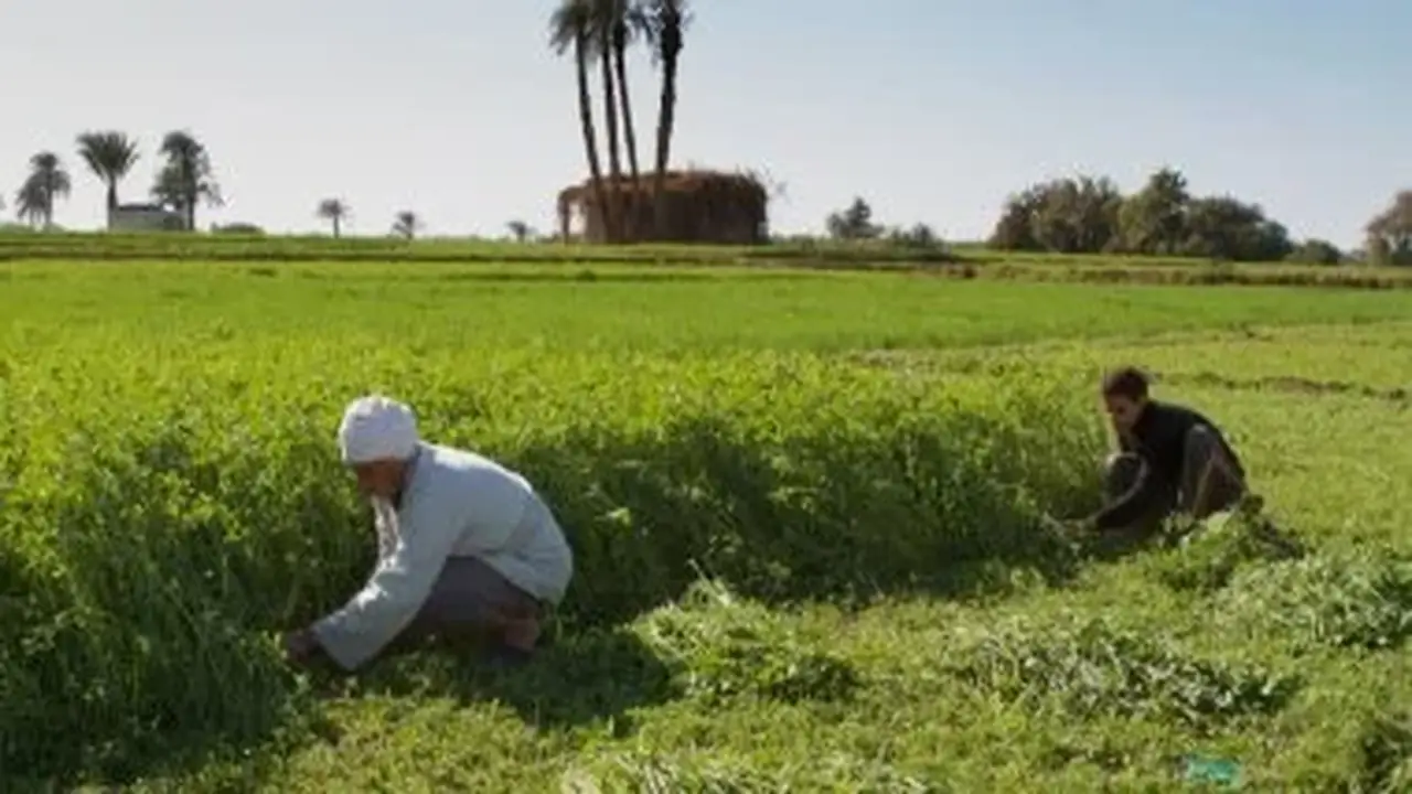 استعدادات المزارع المصري لمواجهة تحديات الصيف القاسية