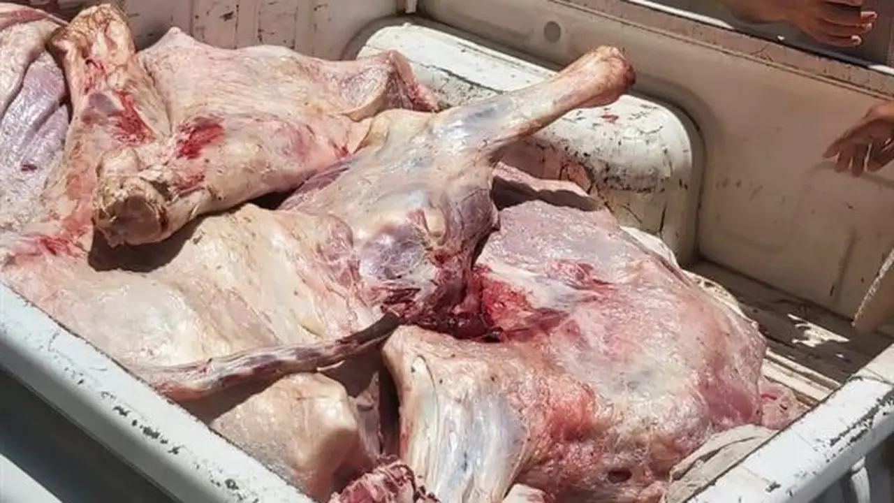 مديرية تموين المنيا تحرر 205 مخالفات متنوعة خلال الحملات التفتيشية