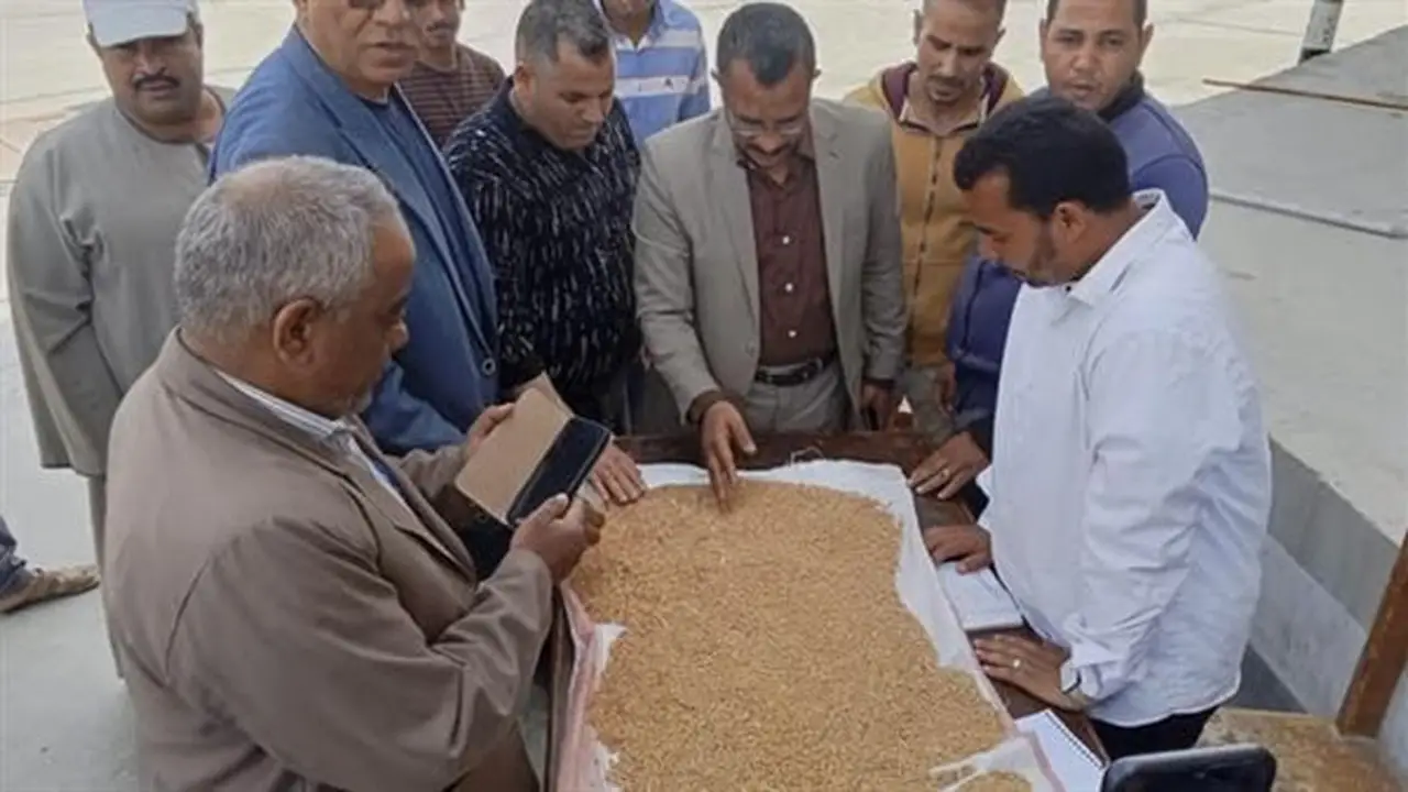 توريد 536 ألف طن قمح لتعزيز المخزون الاستراتيجي في المنيا